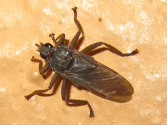 Pseudolynchia