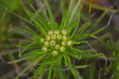 Darwiniothamnus tenuifolius