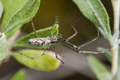 Tetragnatha nigrita