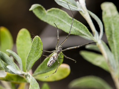 Tetragnatha nigrita