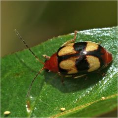 Monolepta bioculata