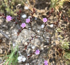 Limonium companyonis