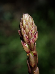 Dipodium punctatum