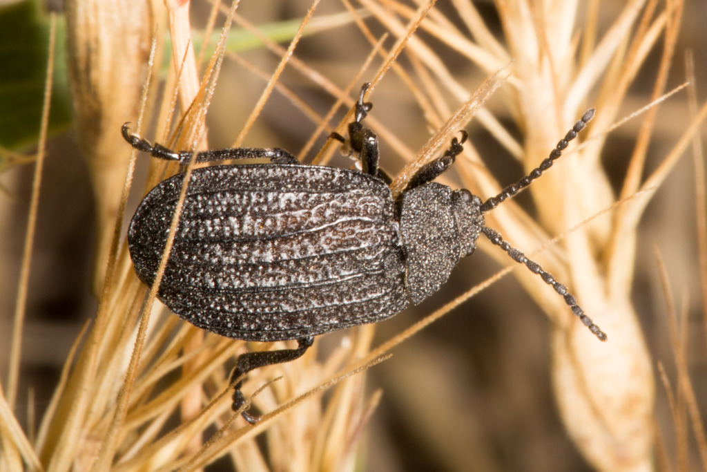 Galeruca sardoa