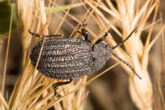 Galeruca sardoa