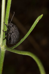 Galeruca sardoa