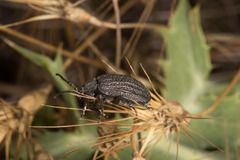 Galeruca sardoa