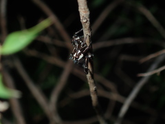 Sandalodes bipenicillatus