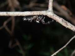 Sandalodes bipenicillatus