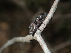 Sandalodes bipenicillatus