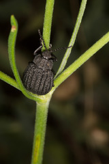 Galeruca sardoa