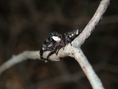 Sandalodes bipenicillatus