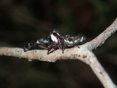 Sandalodes bipenicillatus