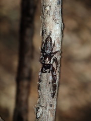 Sandalodes bipenicillatus