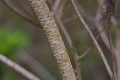 Darwiniothamnus tenuifolius