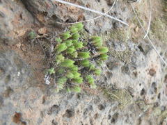 Crassula lanceolata