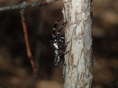 Sandalodes bipenicillatus