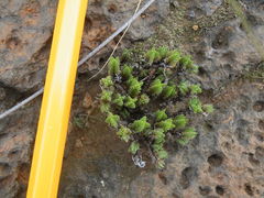 Crassula lanceolata