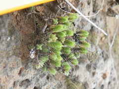Crassula lanceolata