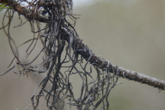 Darwiniothamnus tenuifolius