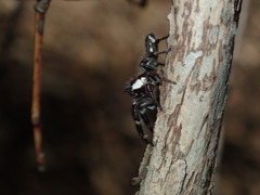 Sandalodes bipenicillatus