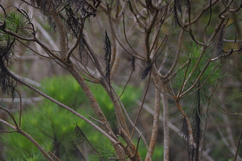 Image of Darwiniothamnus tenuifolius by no rights reserved