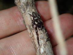 Sandalodes bipenicillatus