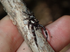 Sandalodes bipenicillatus