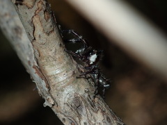 Sandalodes bipenicillatus