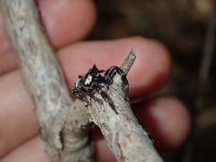 Sandalodes bipenicillatus