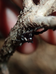 Sandalodes bipenicillatus