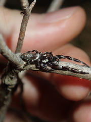 Sandalodes bipenicillatus