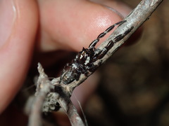 Sandalodes bipenicillatus