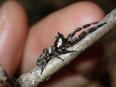 Sandalodes bipenicillatus