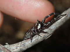 Sandalodes bipenicillatus