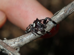 Sandalodes bipenicillatus