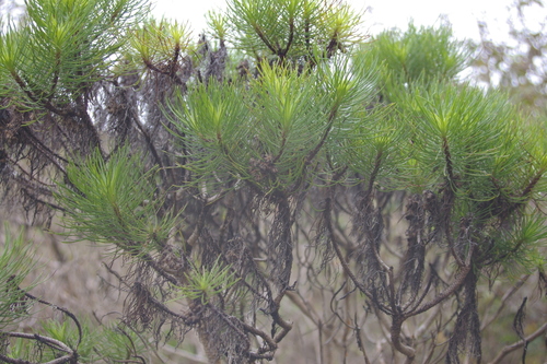 Image of Darwiniothamnus tenuifolius by no rights reserved