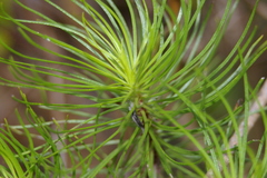 Darwiniothamnus tenuifolius