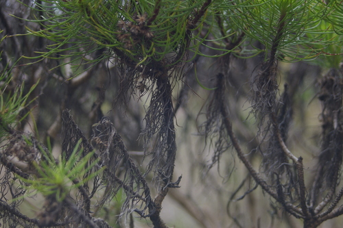 Image of Darwiniothamnus tenuifolius by no rights reserved