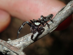 Sandalodes bipenicillatus