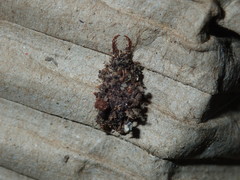 Nymphinae