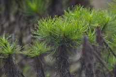 Darwiniothamnus tenuifolius