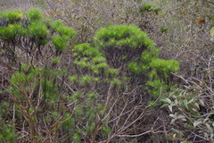 Darwiniothamnus tenuifolius