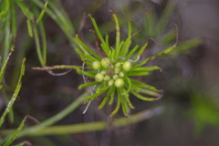 Darwiniothamnus tenuifolius