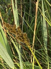 Carex paniculata