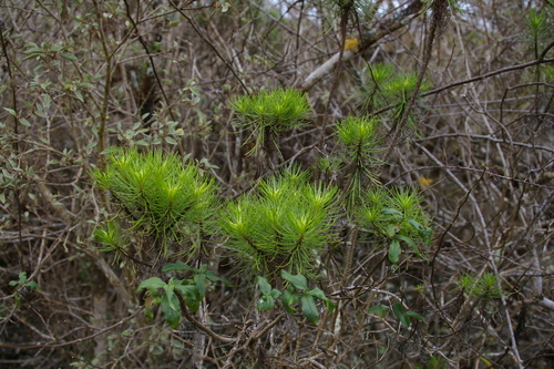 Image of Darwiniothamnus tenuifolius by no rights reserved