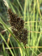 Carex paniculata