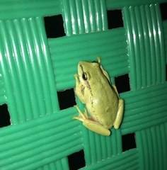 Hyperolius kivuensis