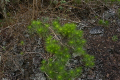 Darwiniothamnus tenuifolius