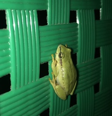 Hyperolius kivuensis